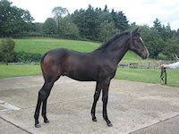 Don Pascal : Don Romantic x Pascal x Patron (Trak) 2012 Dark Brown Colt