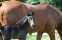 Fieramente : Fürstenball x Wittinger x Cavalier 2014 Black colt