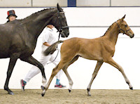 Floriata : Floriscount x Royal Angelo x Weltmeyer 2011 Bay filly