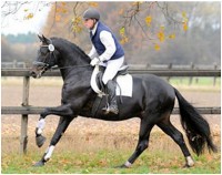 Fürstenball at the 70-day Stallion Performance Test 