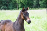 Gulfstream : Grey FlannelL x Pascal x Patron 2014 Dark brown colt