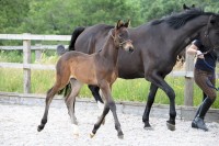 Gulfstream : Grey FlannelL x Pascal x Patron 2014 Dark brown colt