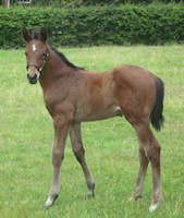 Scorsese : Sarkozy x Warkant x Akzent II 2011 Bay colt